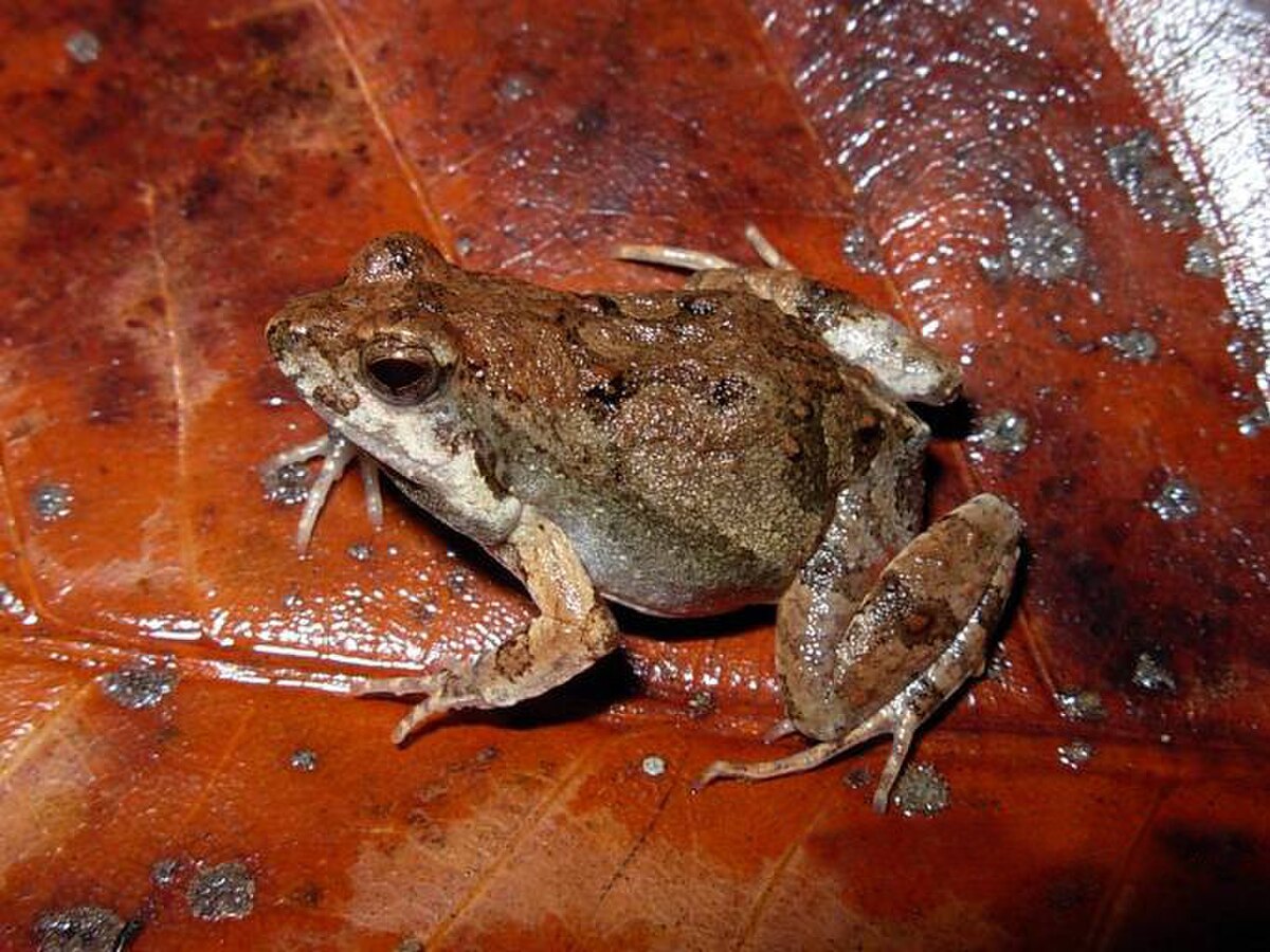 Physalaemus fischeri