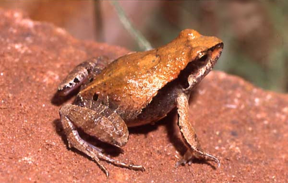 Physalaemus gracilis