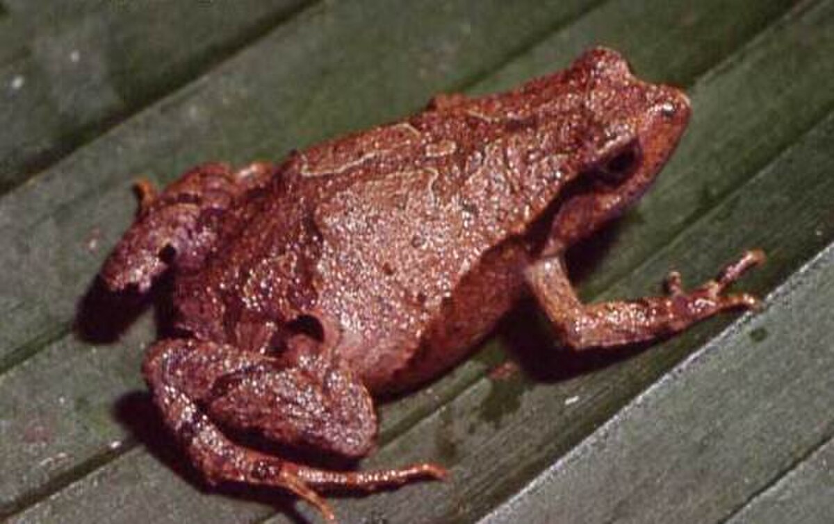Physalaemus nanus