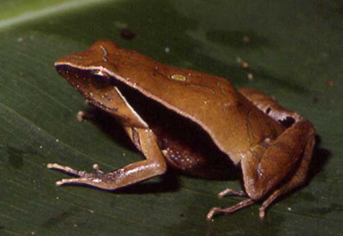 Physalaemus olfersii