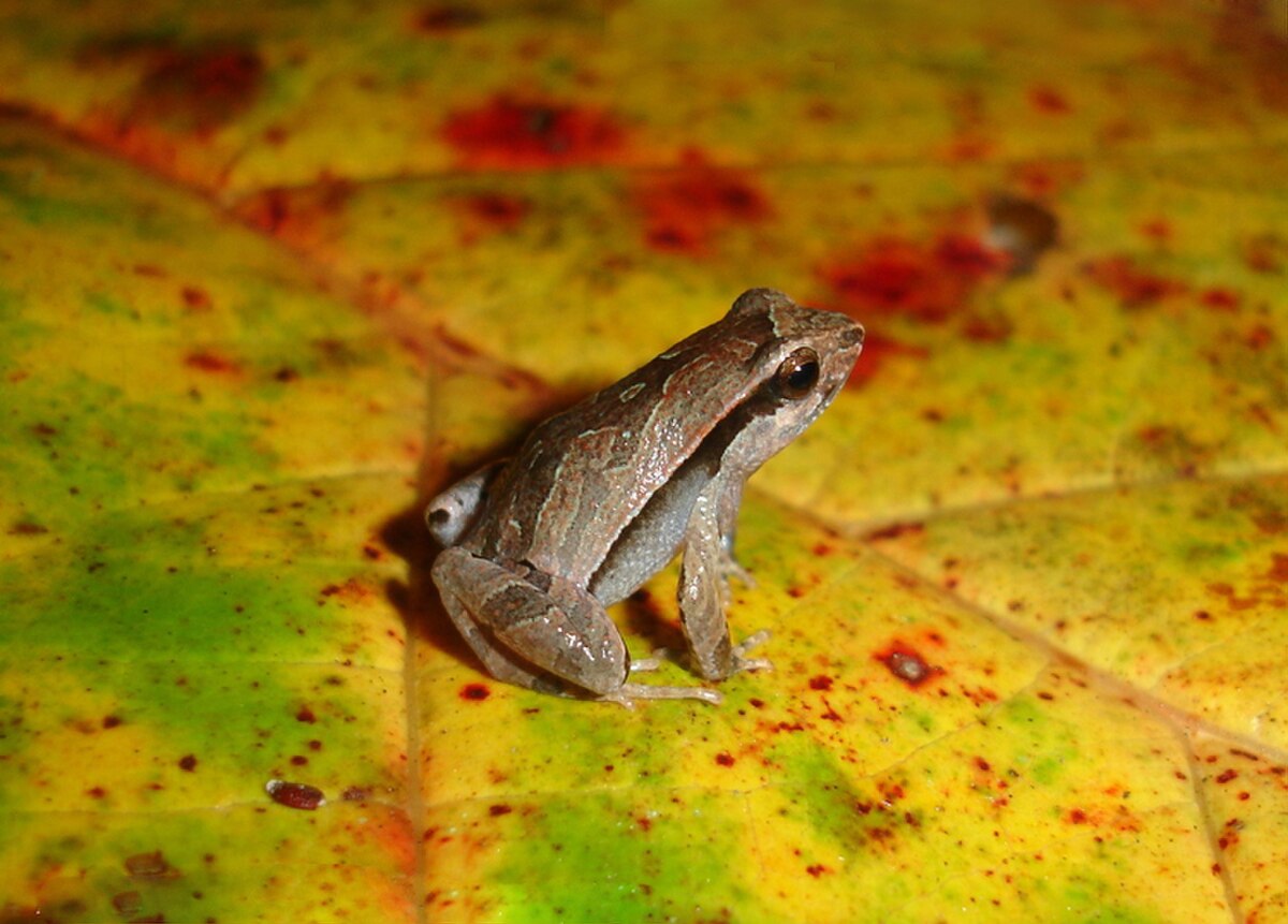 Physalaemus spiniger