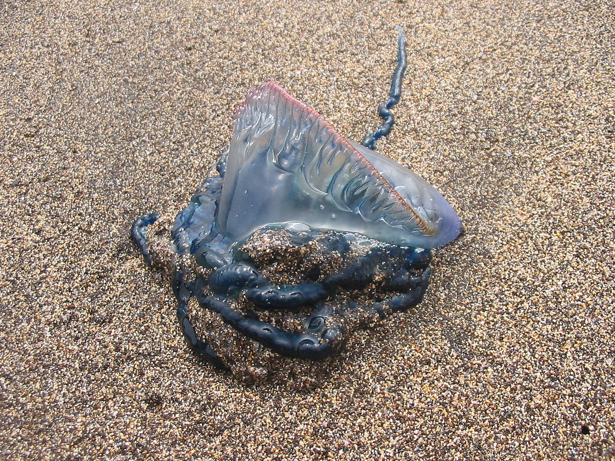 Physalia physalis Azores.jpg