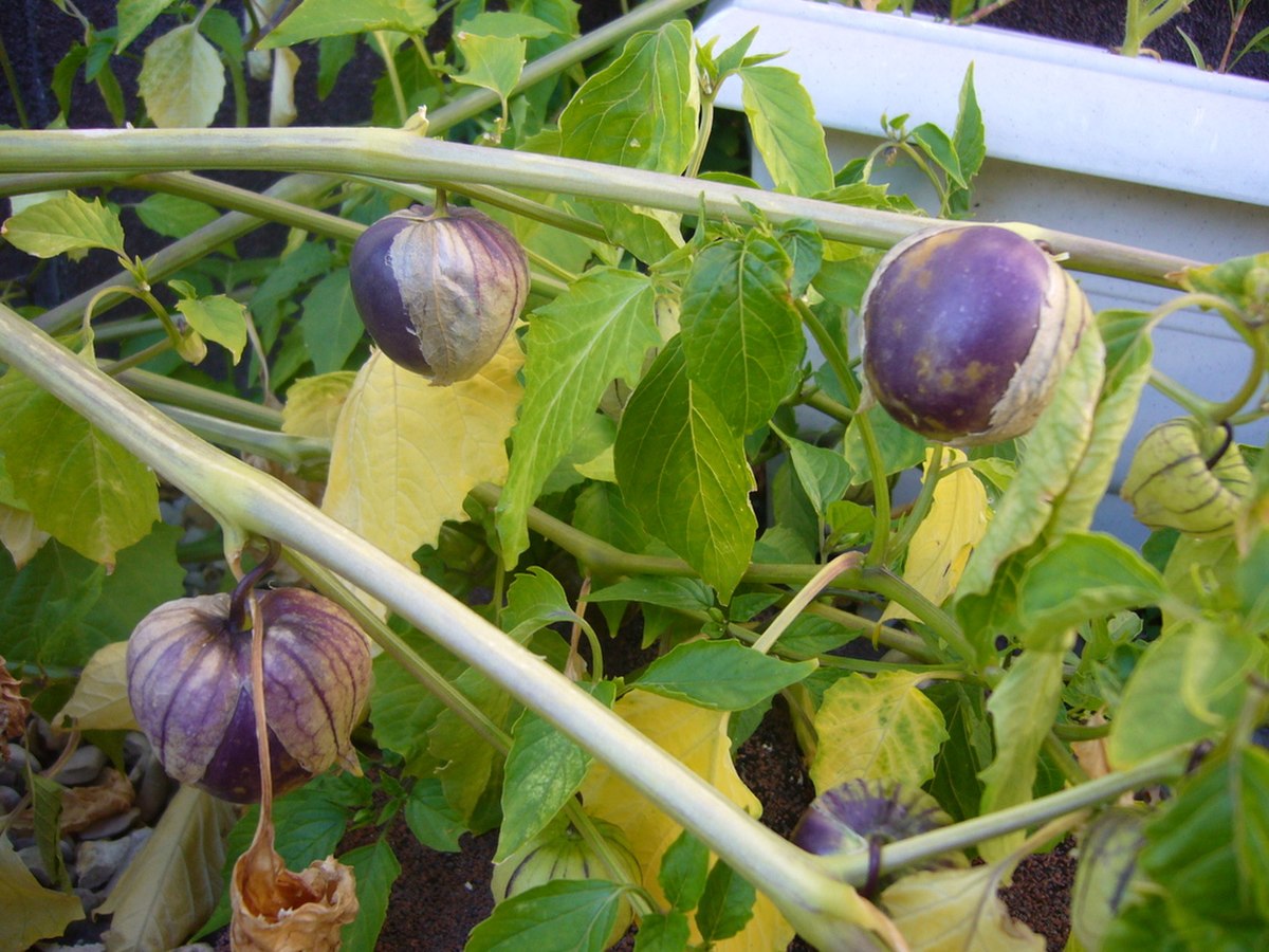 Tomatille
