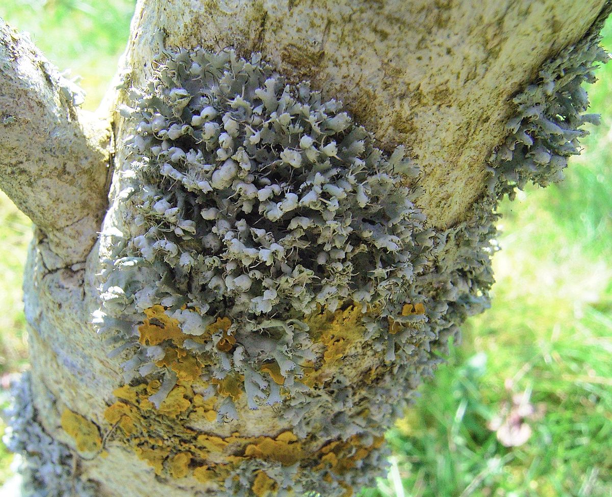 Physcia