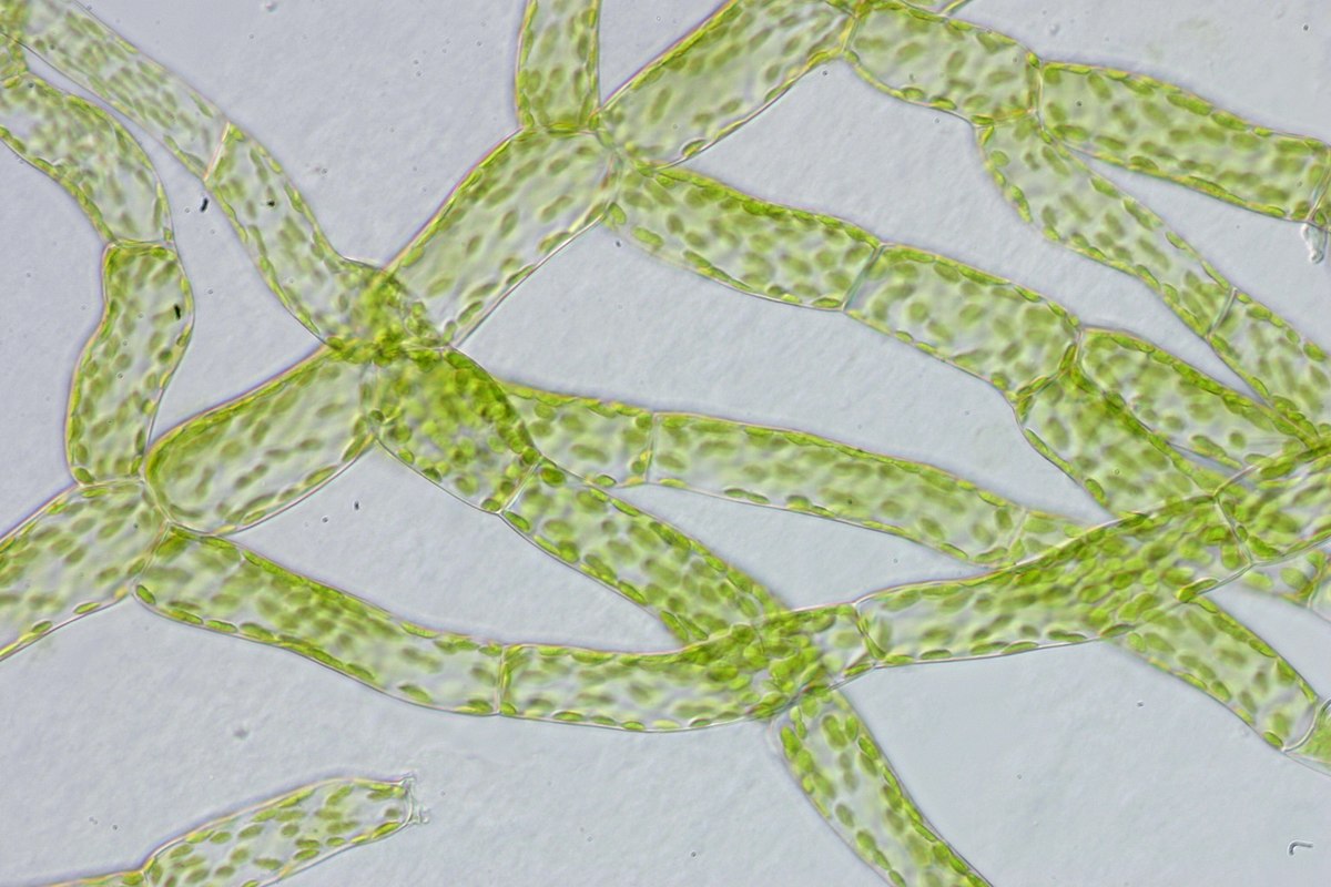 Physcomitrella patens