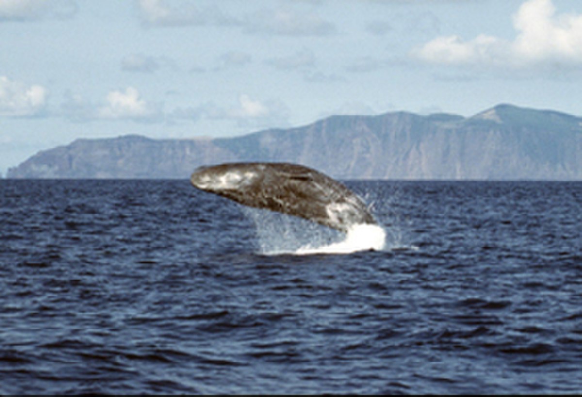 Physeteridae