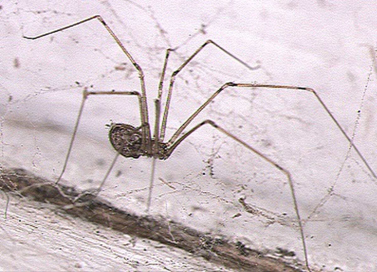 Physocyclus