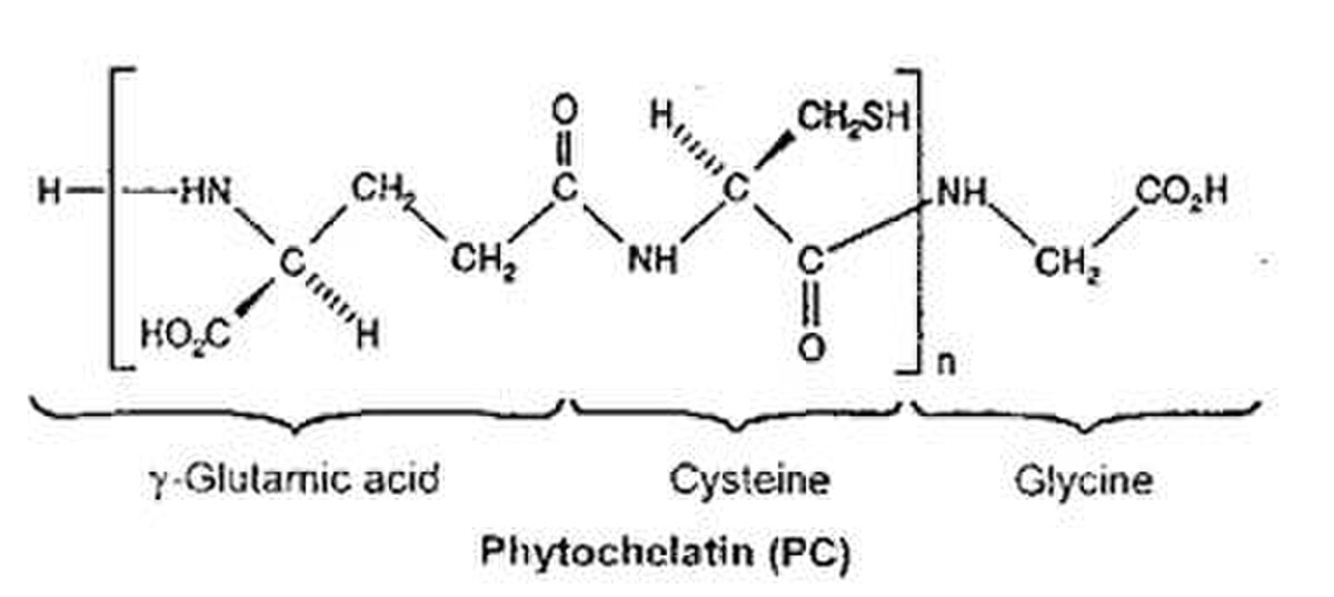 Phytochélatine