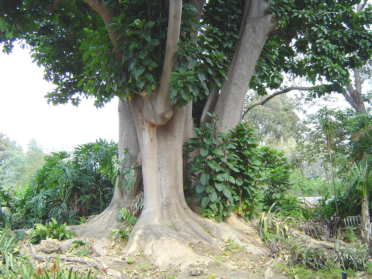 Phytolacca