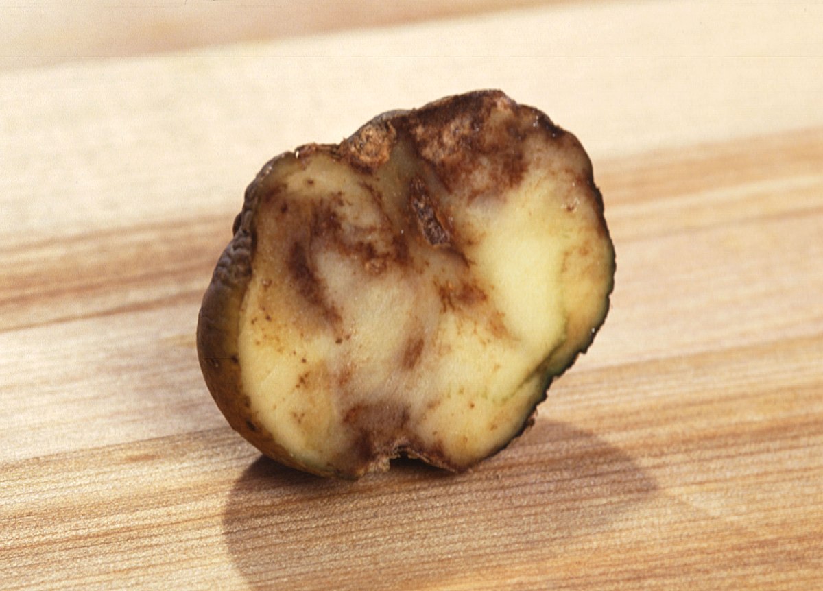 Mildiou de la pomme de terre