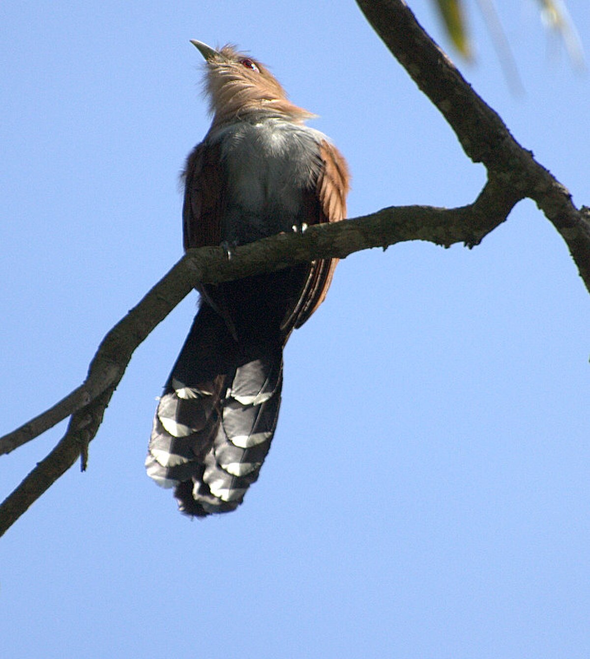 Piaye écureuil