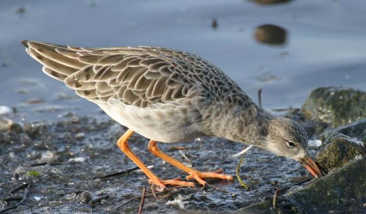Calidridinae
