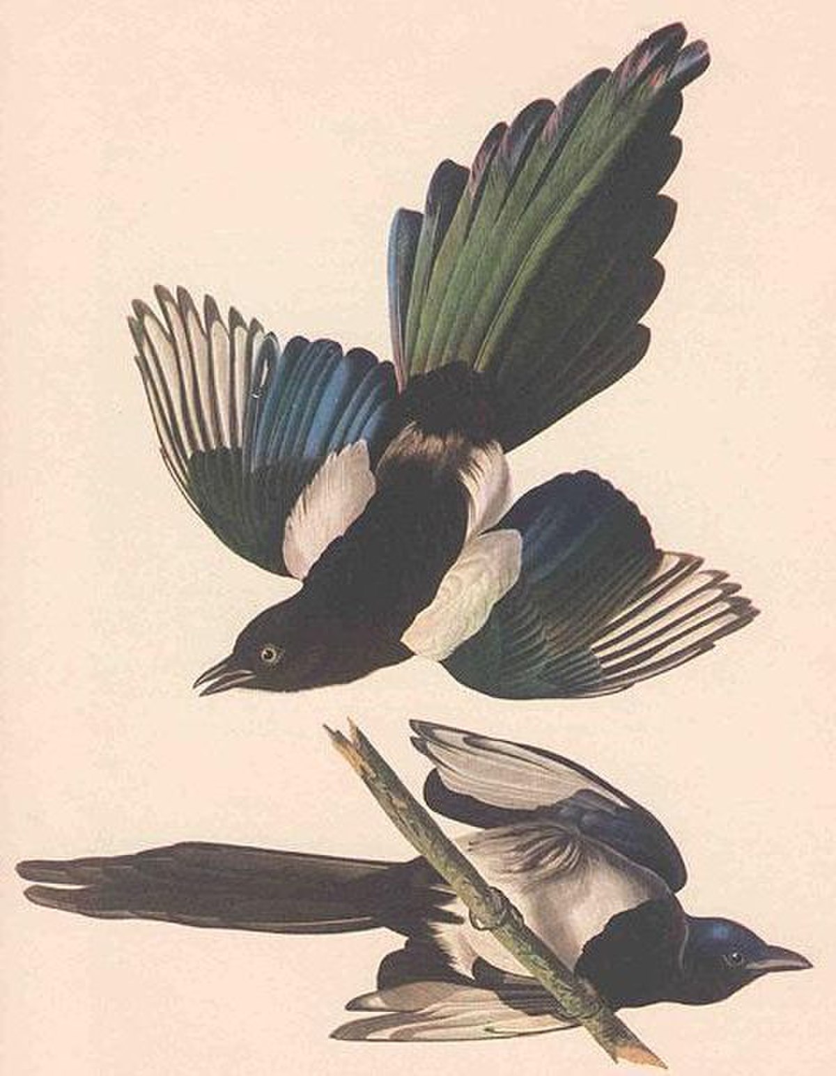 Pie (oiseau)