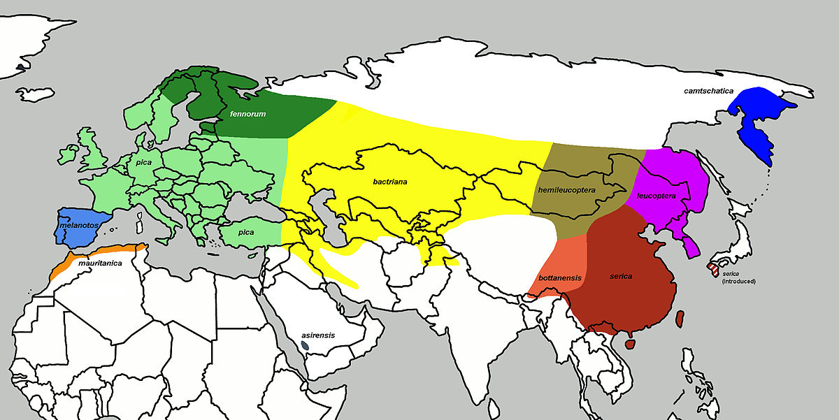 Répartition des sous-espèces de pie bavarde :