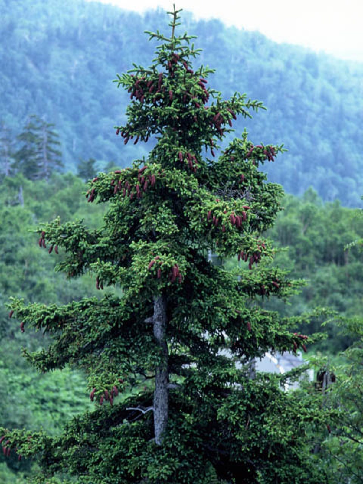 Picea