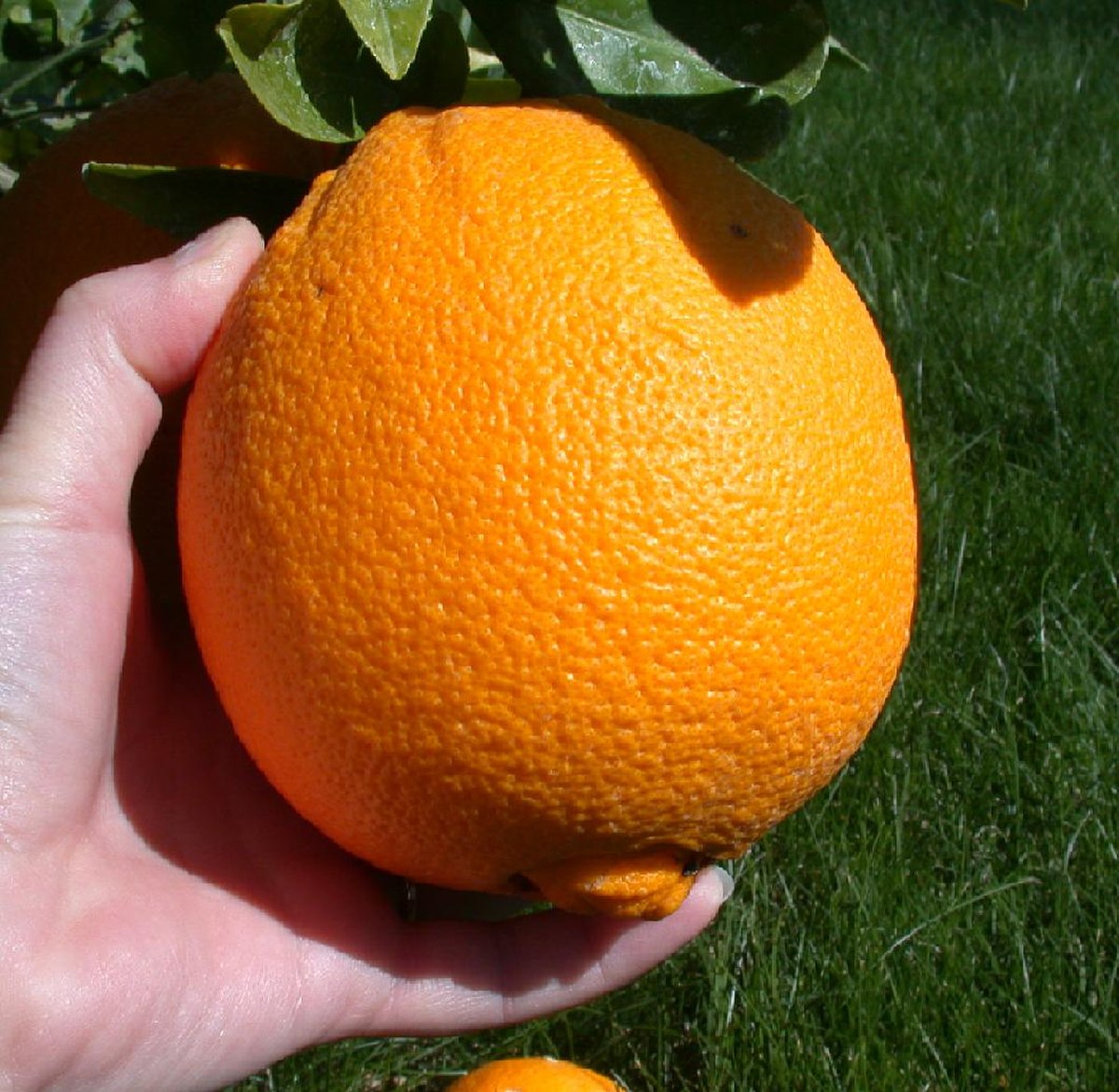 Picking an orange.JPG