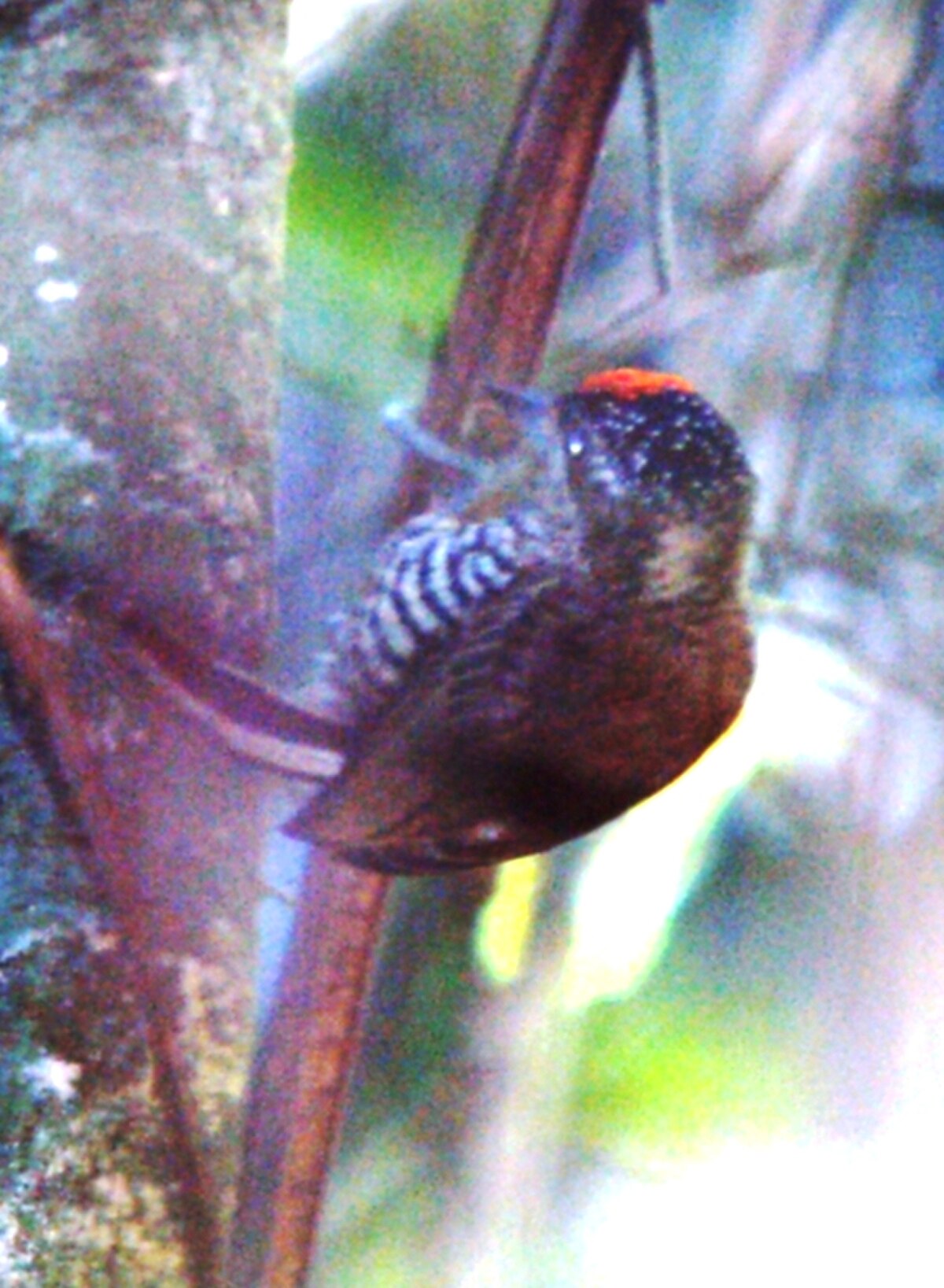Picumninae