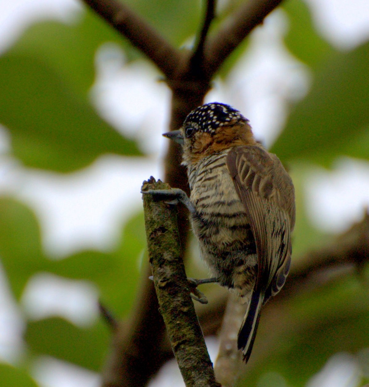 Picumnus (oiseau)