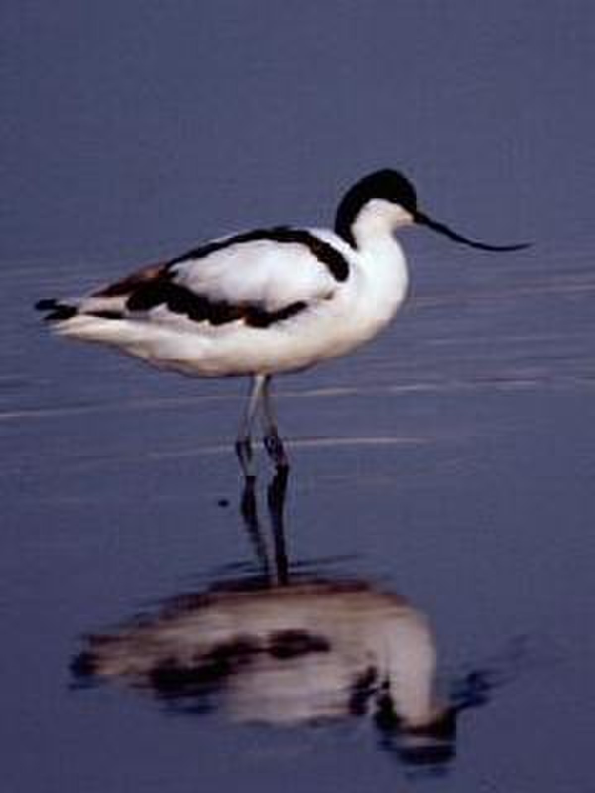 Recurvirostridae