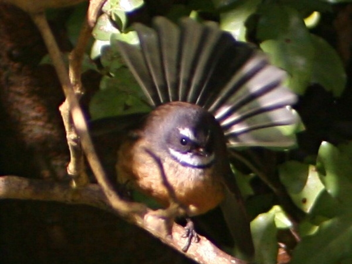Pied fantail 01.JPG