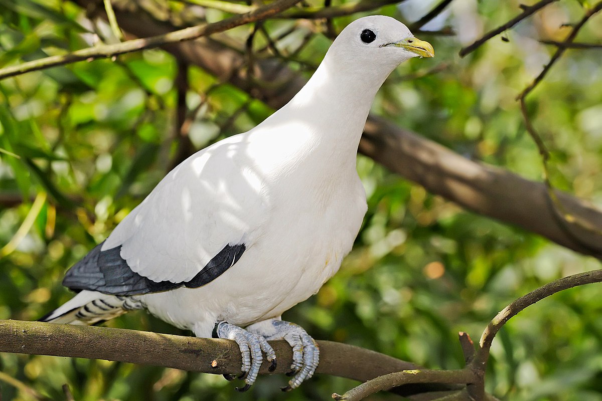 Carpophage blanc