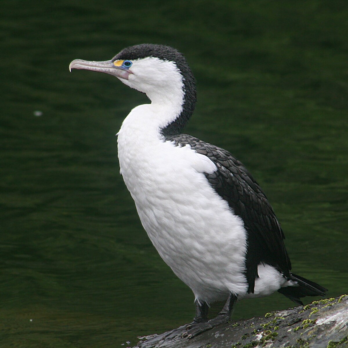 Cormoran varié