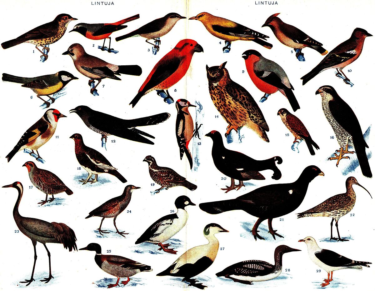 Oiseau