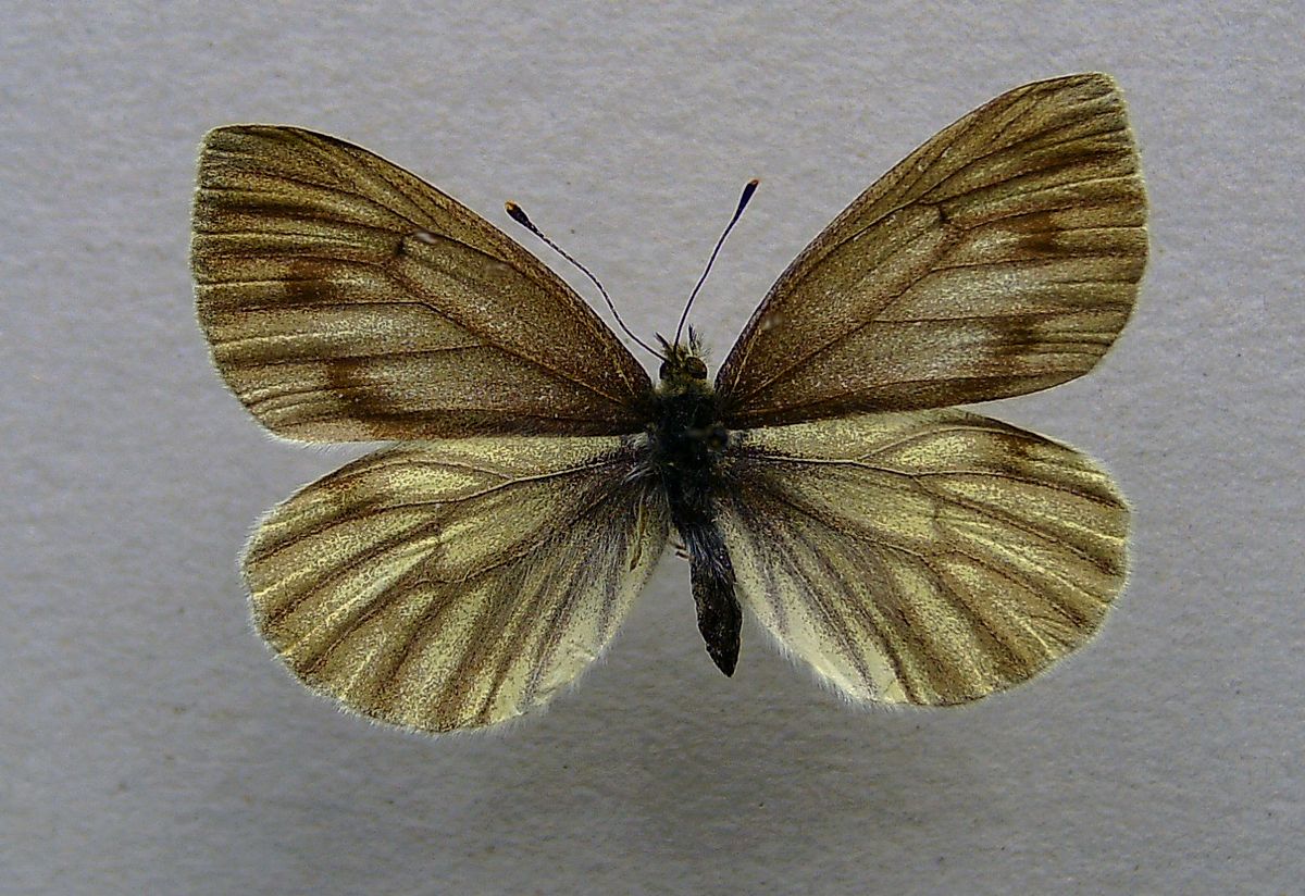 Piéride de la bryone