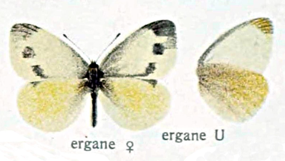 Piéride de l'æthionème