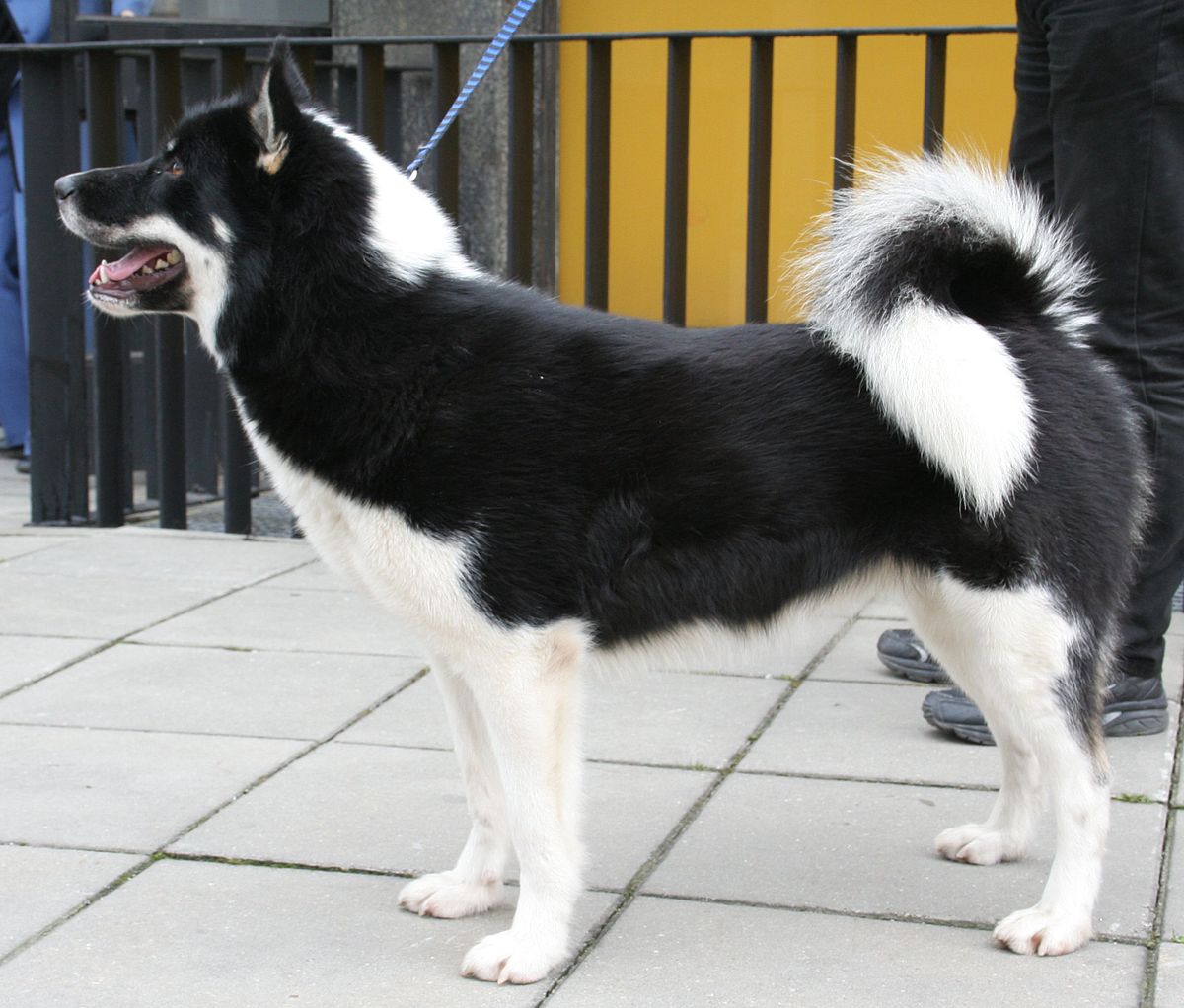 Groenlandais (chien)