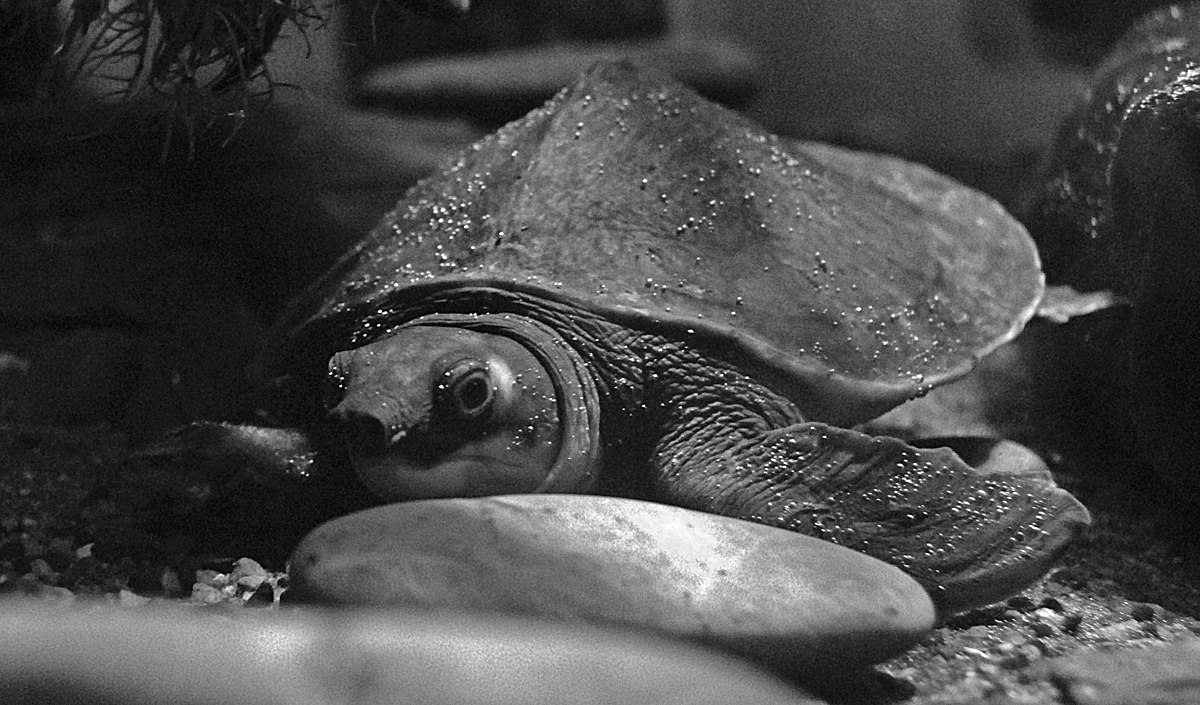 Pig-nosed Turtle Pengo.jpg