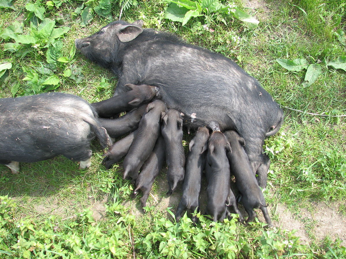 Mammifère