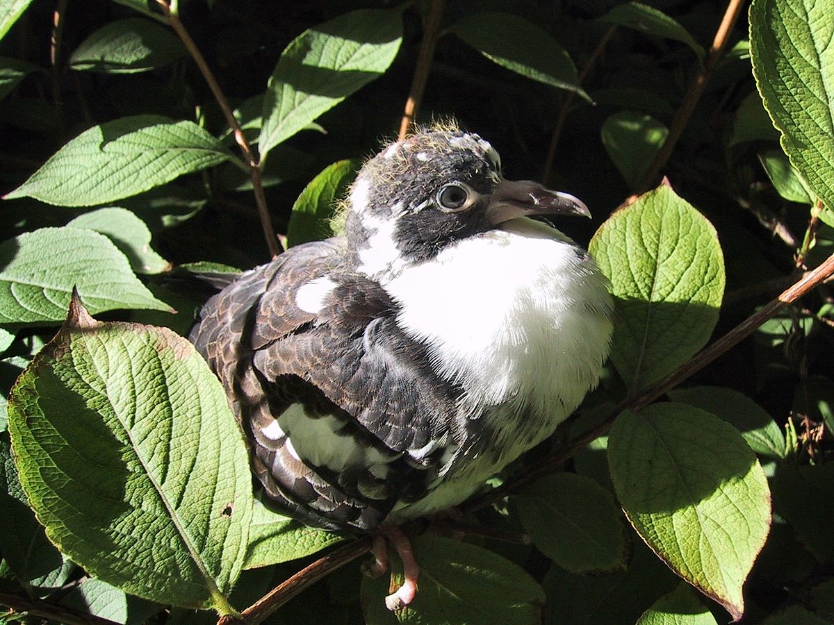 jeune pigeon biset