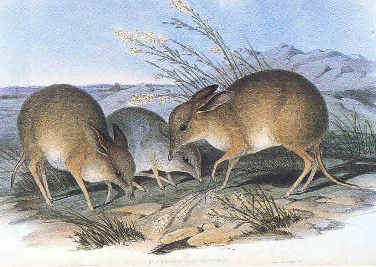 Chaeropus ecaudadus