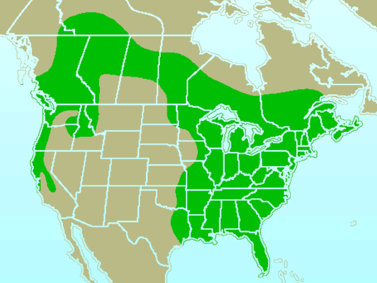 Pileated Woodpecker-rangemap.gif