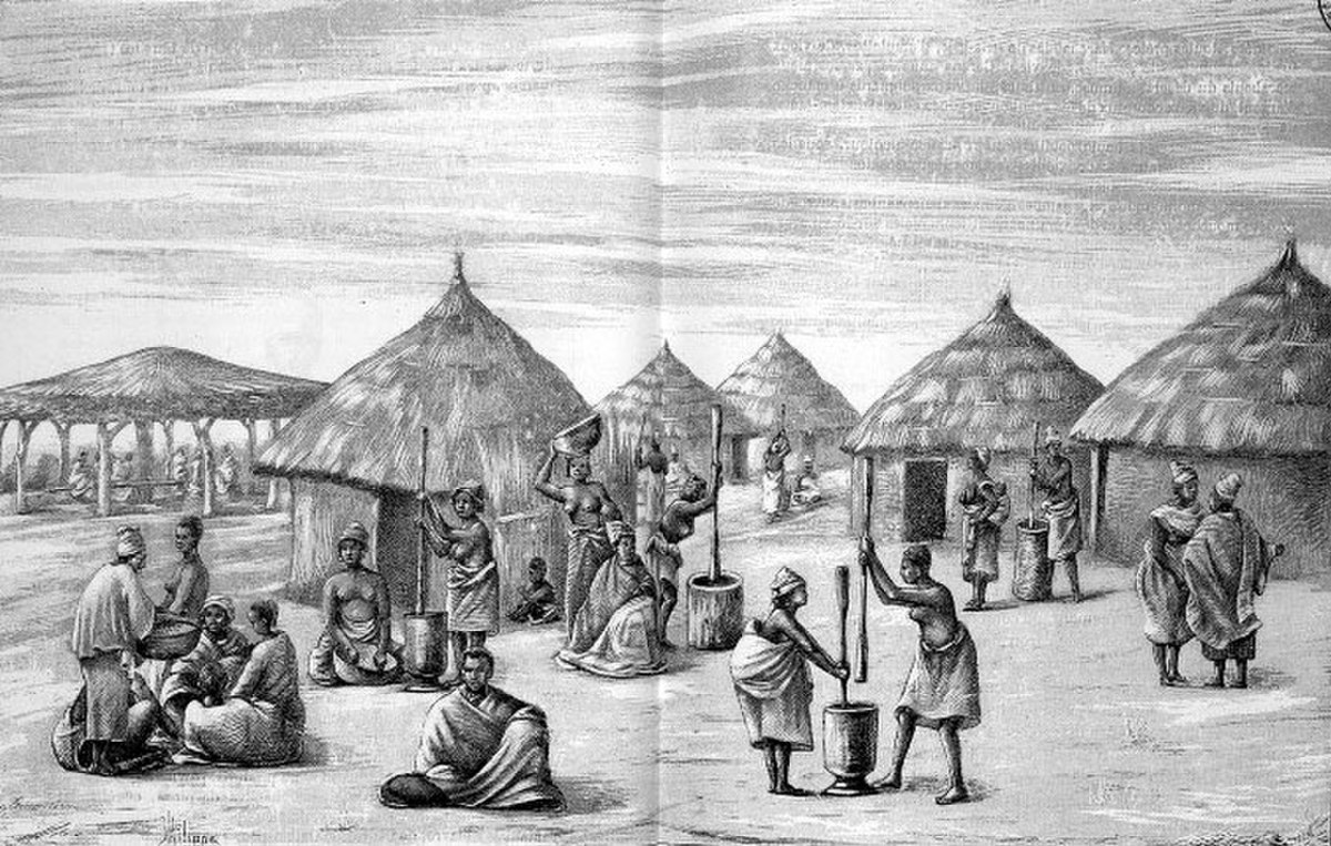 Millet (graminée)