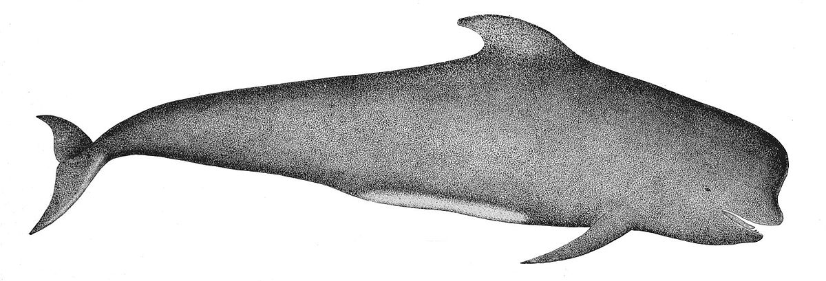 Globicephala macrorhynchus