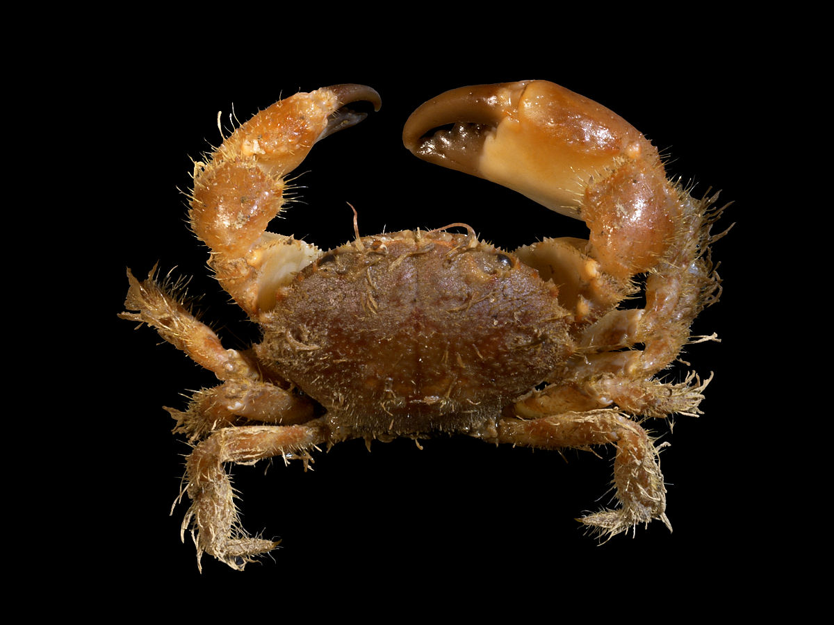 Pilumnidae