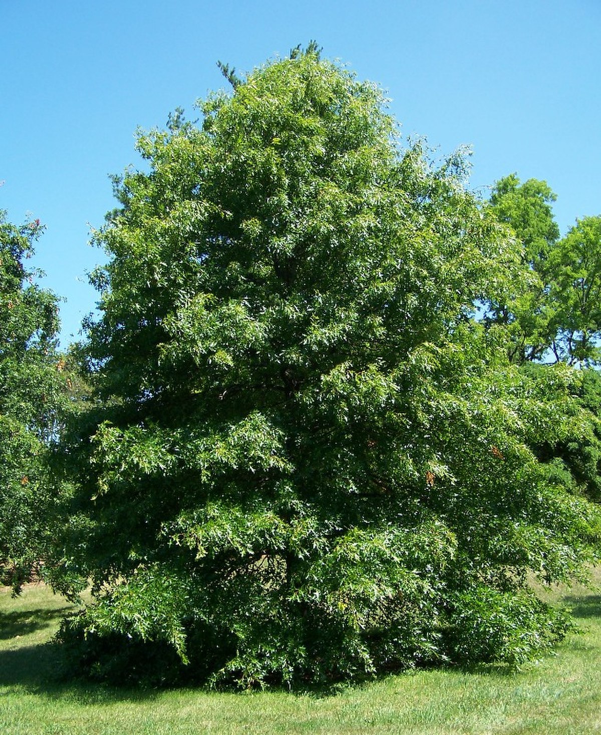 Chêne des marais
