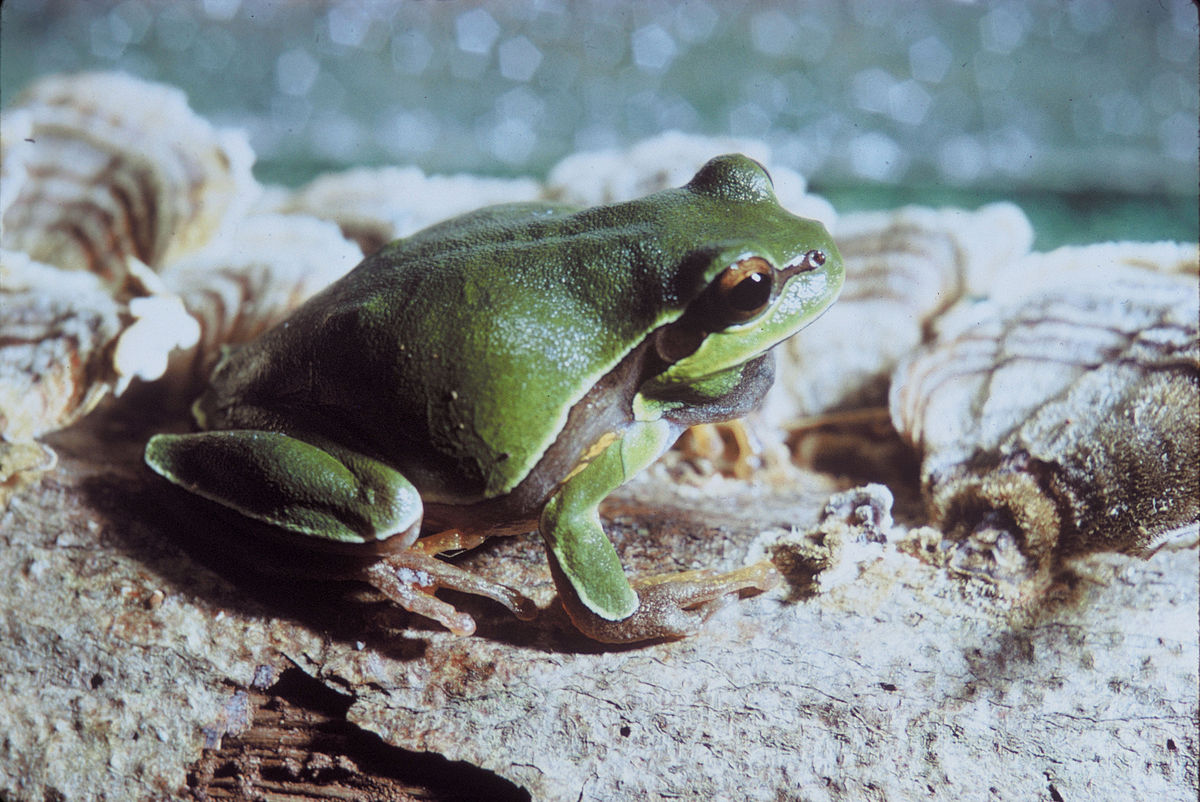 Hyla andersonii