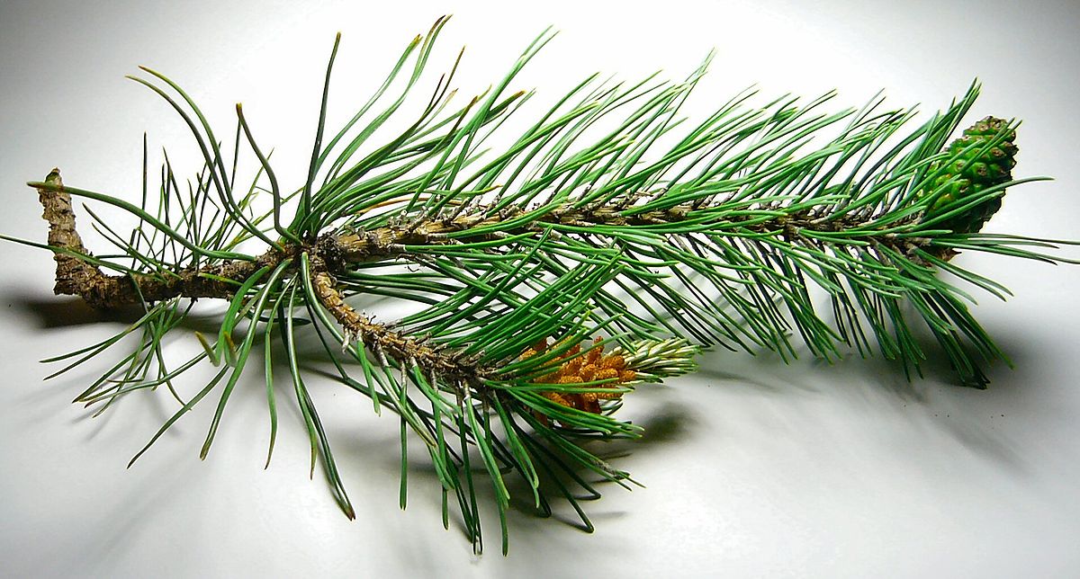 Pin (plante)