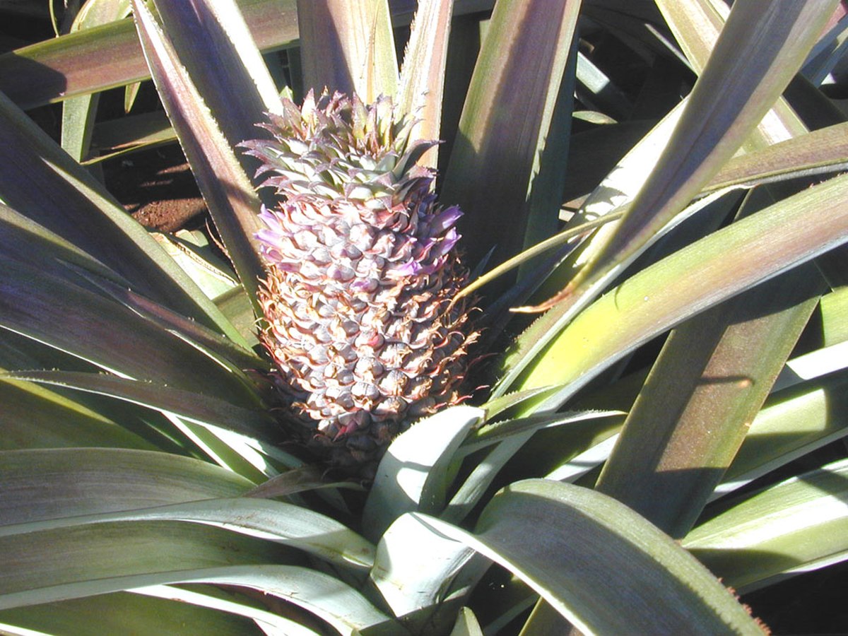 Ananas