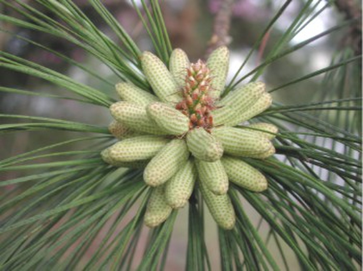 Sacs polliniques de Pinus taeda