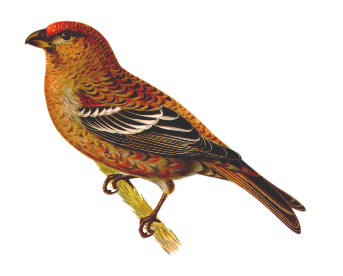 Pinicola enucleator.png