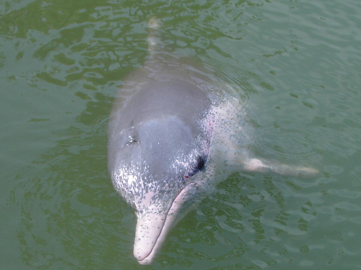 Dauphin à bosse du Pacifique