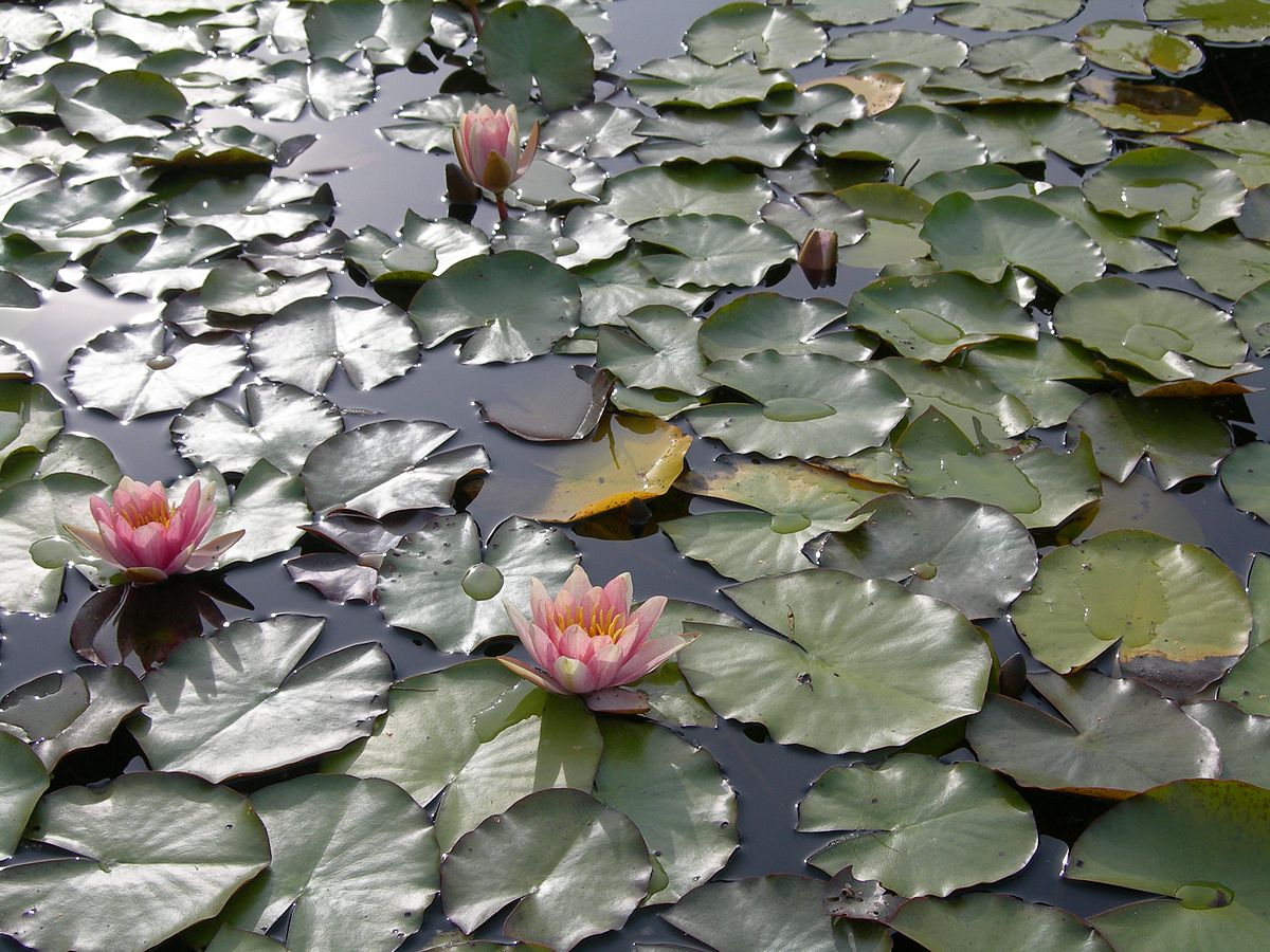 Nymphaea