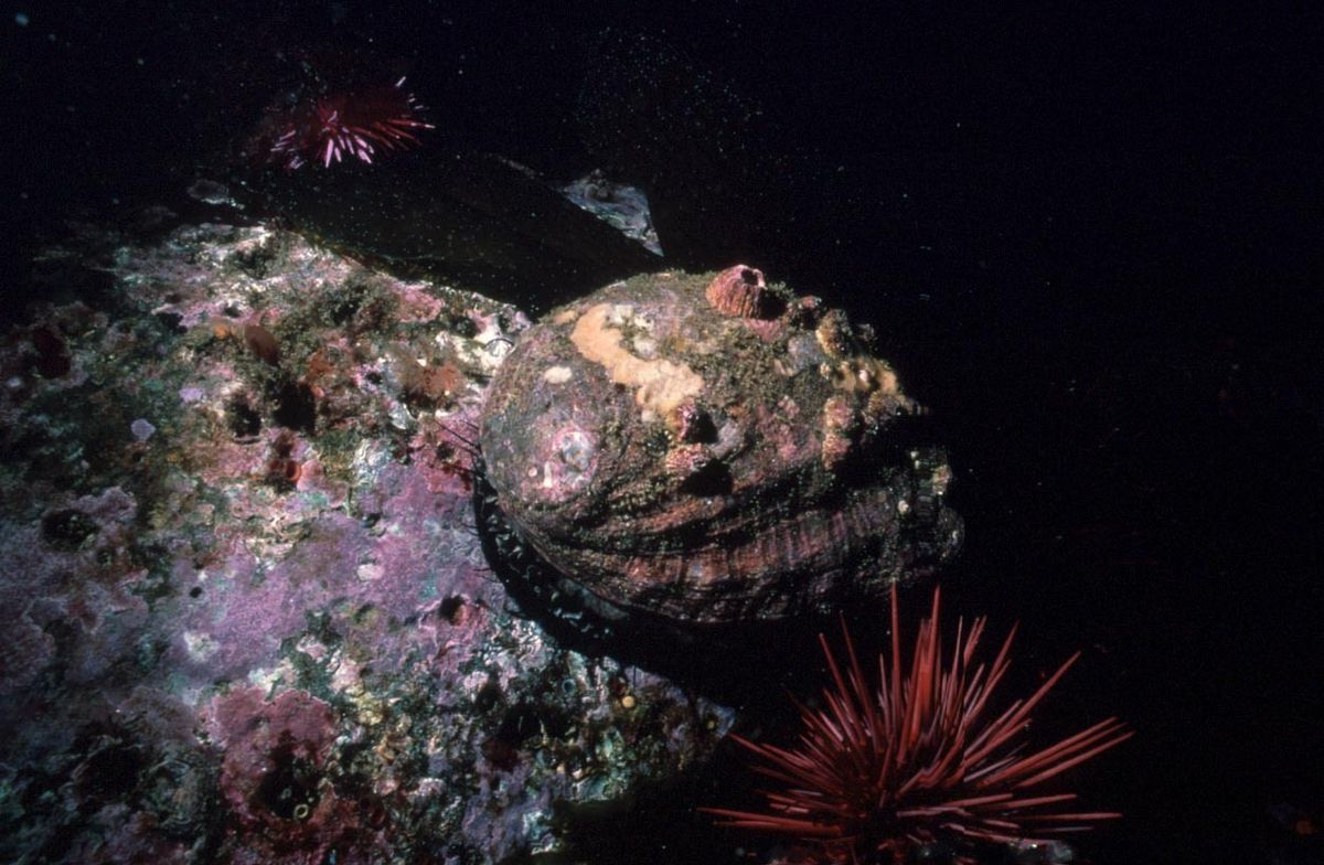 Haliotididae