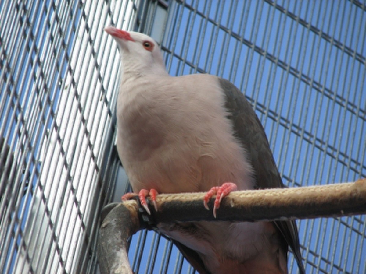 Pigeon rose