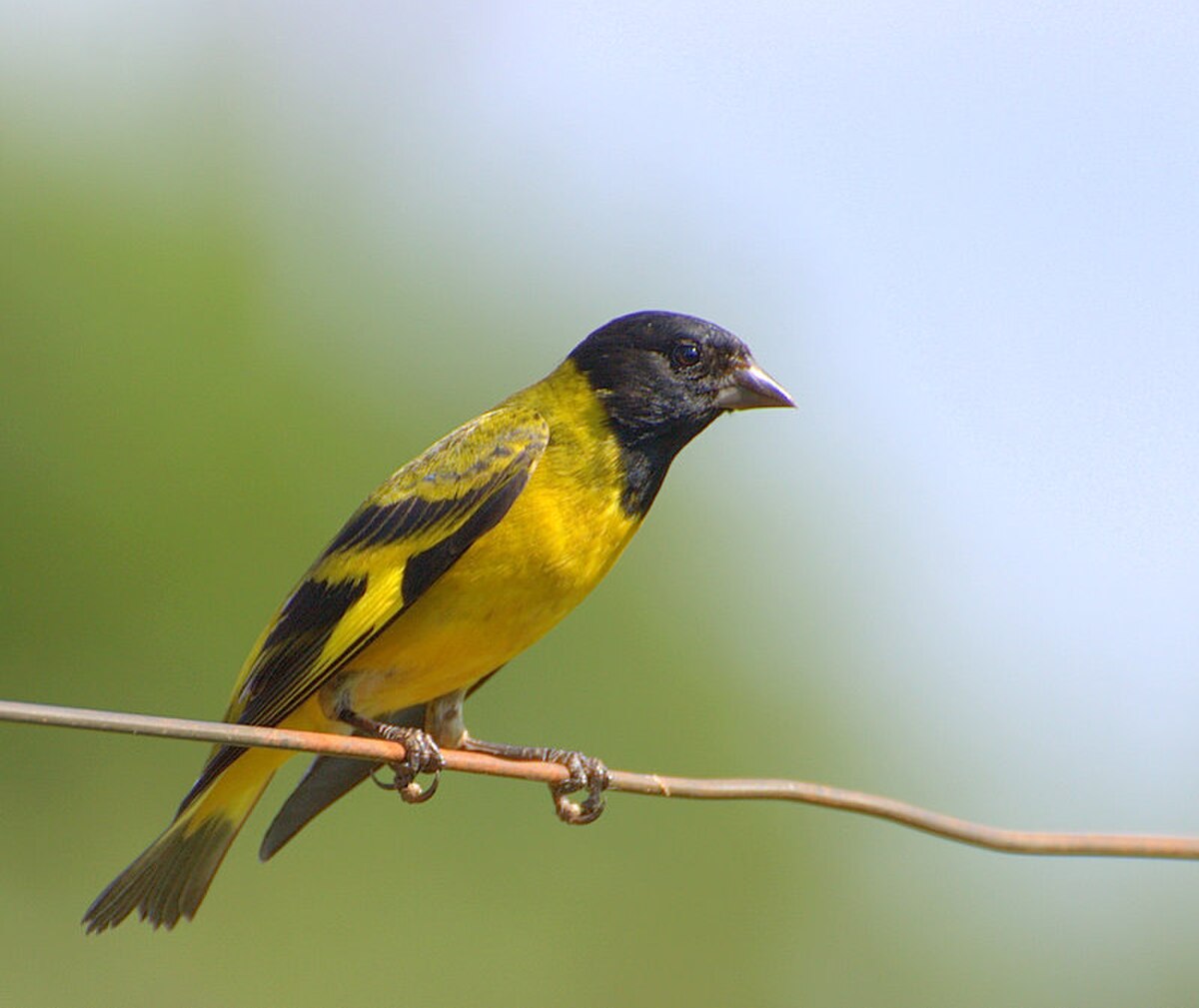 Chardonneret de Magellan