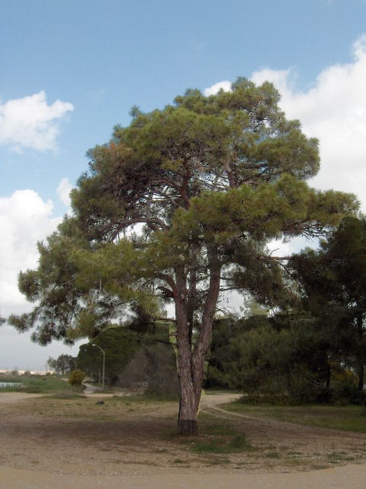 Pinaceae